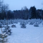 Baumkulturen im Schnee